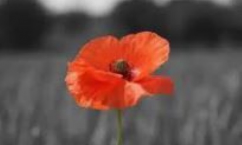 When you should stop wearing poppies after Remembrance Day 2021